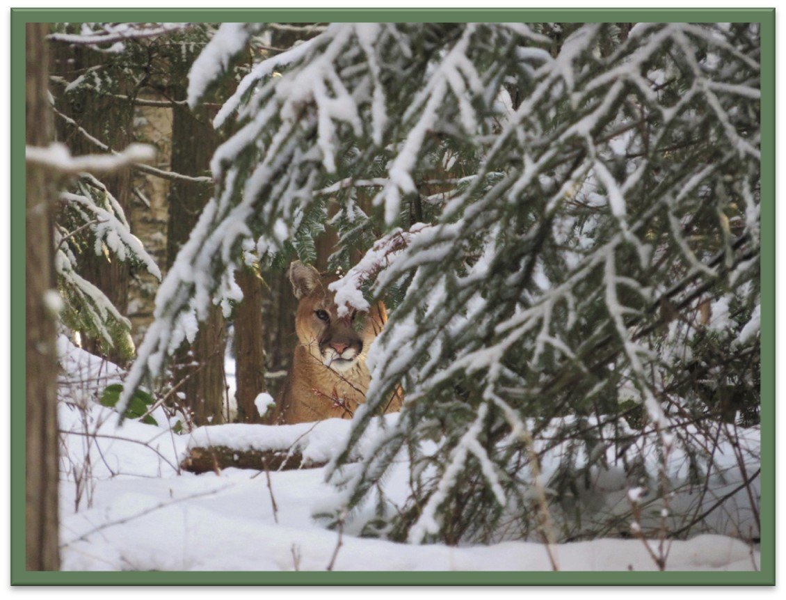 A cougar looks directly at the trail camera through snow-covered trees and ground coverage.